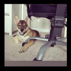 Tamaskans from Braveheart Tamaskan