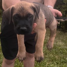 Boy 5 - Apricot male Mastiff puppy in Racine, Wisconsin from FrontlineK9 Boarding & Training LLC