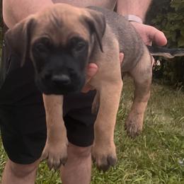 Boy 5 - Apricot male Mastiff puppy in Racine, Wisconsin from FrontlineK9 Boarding & Training LLC