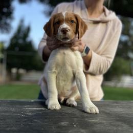 Brittany Puppies from Caliah Brittanys