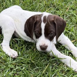 German Shorthaired Pointers from Rachel Forehand