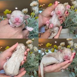 Chippy - Cream female Poodle puppy in Yuciapa, California from AlltheDoodlez_