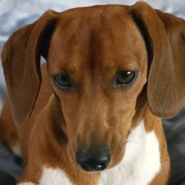 Lucy - Dachshund