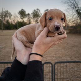 Frosty - Cream male Dachshund puppy in Lumber City, Georgia from CarolinaDachshunds