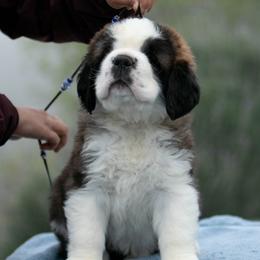 Saint Bernard Puppies from Southern Giants