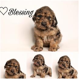 Double Doodle, Goldendoodle, and Sheepadoodle Puppies from Shaw Spring's Canines