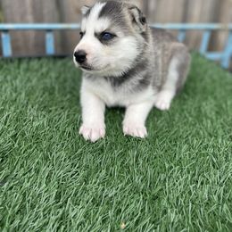 Siberian Husky Puppies from Husky Love and Pups