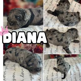 Diana - Merle female Cavapoo puppy in Thorndale, Texas from Hattie’s Texas Cavapoos