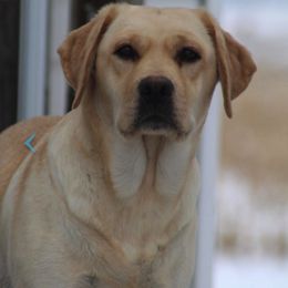 Labrador Retrievers from Michigan Elite Labradors