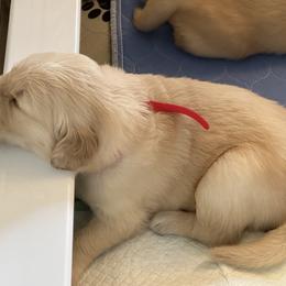 Golden Retriever Puppies from Gail’s Goldens