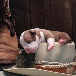 Levi - Chocolate tri-color male American Bully puppy in Orlinda, Tennessee from SimplyBullies
