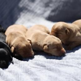 Labrador Retriever Puppies from J and D Retrievers