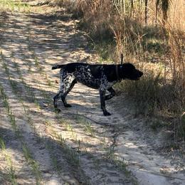 Boomer - Black roan male German Shorthaired Pointer puppy in Bainbridge, Georgia from Chapman Bird Dogs