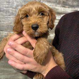 Ollie - Red  male Goldendoodle puppy in Hillsdale, Michigan from My Buddy Ol’ Paws