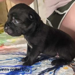 Male 1 Green Collar - Black male Cane Corso puppy in Troy, Tennessee from Storm Front Cane Corso