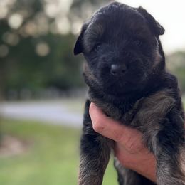 German Shepherds from Little Farm Homestead