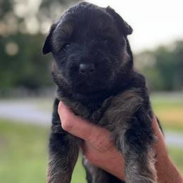 German Shepherds from Little Farm Homestead