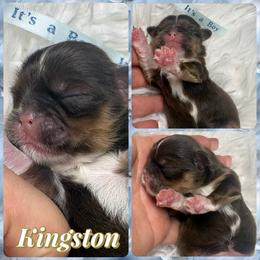 Kingston - Liver and white male Shih Tzu puppy in Coolidge, Arizona from Shih Tzu’s  ‘N’ Love