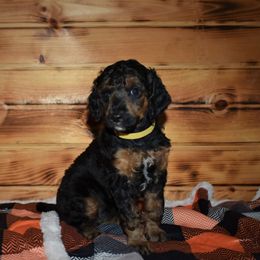 G5 Yellow Female - Phantom female Poodle puppy in Nelson, Missouri from MD Triple Creek Ranch