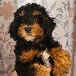 Red Herring - Phantom male Poodle puppy in Mansfield Center, Connecticut from Arrfs Poodles