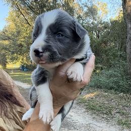 Midnight - White and blue female Border Collie puppy in Foley, Alabama from Bama Border Collies