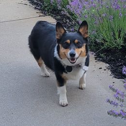 Wynnee - Pembroke Welsh Corgi
