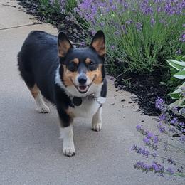 Wynnee - Pembroke Welsh Corgi