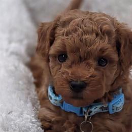 Clover Light Blue Boy - Red  male Goldendoodle puppy in Vernon, Texas from Sugarland's Texas Goldendoodles