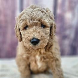 Boomer - Apricot male Goldendoodle puppy in Harris County, Texas from Cute & Curly Doodles