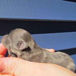 4 - Blue brindle female Pomeranian puppy in Hooksett, New Hampshire from Granite State Pomeranians
