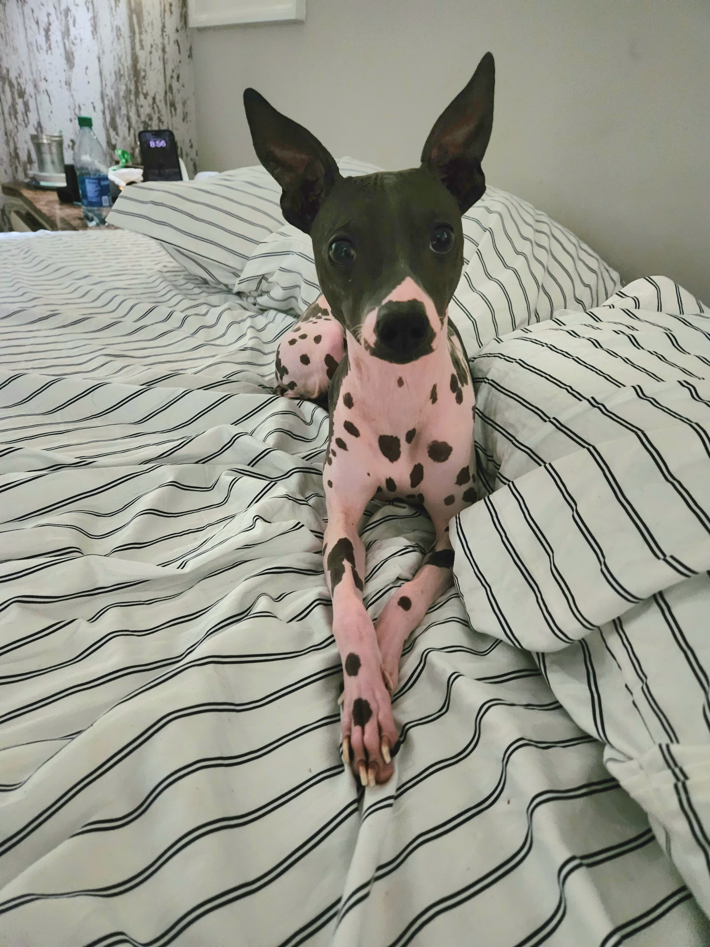American Hairless Terriers from Hairless Ambassadors
