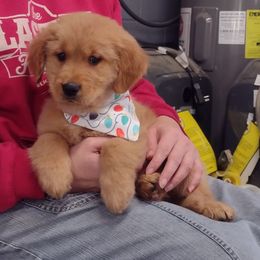 Australian Shepherd and Golden Retriever Puppies from Happy Valley Farms