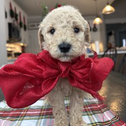 December - Cream male Goldendoodle puppy in Greenville, North Carolina from ENC Goldendoodles