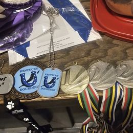 Weimaraner Puppies from So-IN Weimaraner's