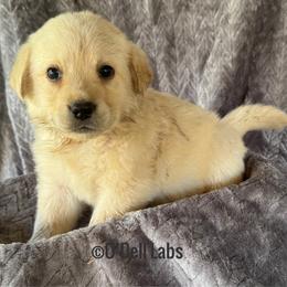 Java - Yellow female Labrador Retriever puppy in Sullivan, Missouri from O’Dell Labs
