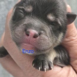 Enzo - Black male Pomsky puppy in Coatesville, Pennsylvania from Peaceful Pomskys