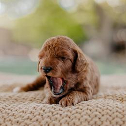Goldendoodle and Sheepadoodle Puppies from Red River Goldendoodles