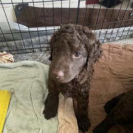 Curly-Coated Retriever Puppies from Betacoil Curly Coated Retrievers