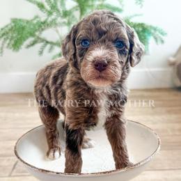 Mira - Merle female Goldendoodle puppy in Woodland Hills, Utah from The Fairy Paw Mother