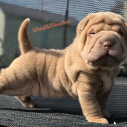 Garfield - Lilac dilute male Chinese Shar-Pei puppy in Salem, Ohio from WrinkleMonsters