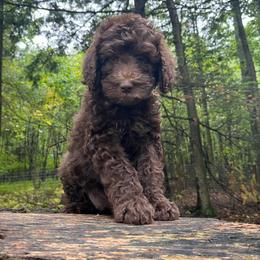 Reese - Chocolate female Goldendoodle puppy in New Ringgold, Pennsylvania from Hawk Mountain Doodles