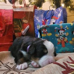 Bernese Mountain Dog Puppies from Stone Hill Farm