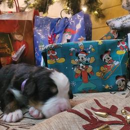 Bernese Mountain Dog Puppies from Stone Hill Farm