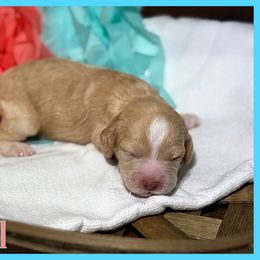 Mal - Buff female Cockapoo puppy in Clinton, Oklahoma from Enchanted Spaniels