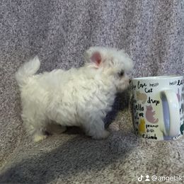 Maltese and Siberian Husky Puppies from Karst Tiny Paws Kennel