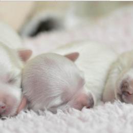 Girl Morkie 1-Korean bloodline - White female Morkie puppy in Coats, North Carolina from Angie's Puppies
