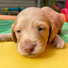 Tide - Cream male Dachshund puppy in High Hill, Missouri from High Hill Hounds