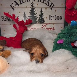 Sir. Rudolph price 2,200 - Red male Dachshund puppy in Bristol, Tennessee from It's Mini Wieners Baby