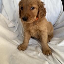 Golden Retriever Puppies from Thoroughmark Retrievers