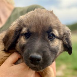 Ulla- red - Tan female Colorado Mountain Dog puppy in Cotopaxi, Colorado from Once Upon A Moose (OUM)